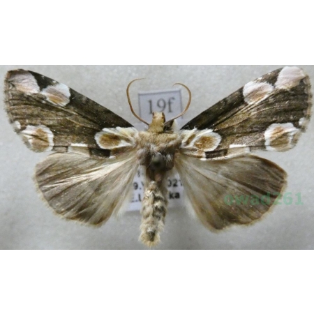 Thyatira batis (Linnaeus, 1758) Plamówka malinówka Czech19f